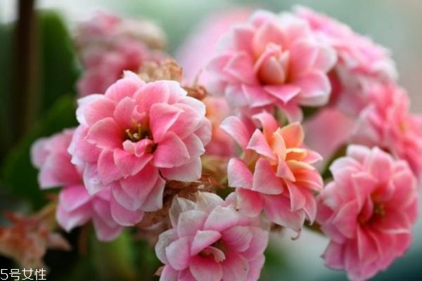 什么是長(zhǎng)壽花呢 長(zhǎng)壽花有什么作用呢 什么是長(zhǎng)壽花呢 長(zhǎng)壽花有什么作用呢