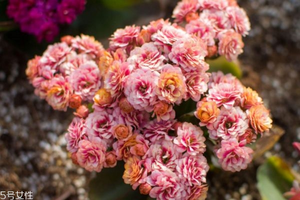 什么是長(zhǎng)壽花呢 長(zhǎng)壽花有什么作用呢 什么是長(zhǎng)壽花呢 長(zhǎng)壽花有什么作用呢