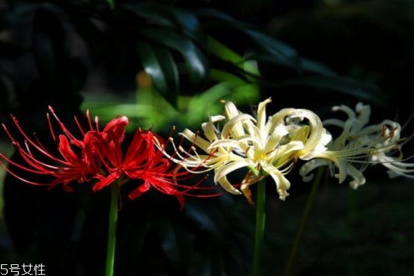 什么是彼岸花呢 彼岸花有什么作用呢 什么是彼岸花呢 彼岸花有什么作用呢