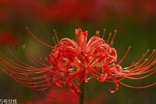 什么是彼岸花呢 彼岸花有什么作用呢 什么是彼岸花呢 彼岸花有什么作用呢