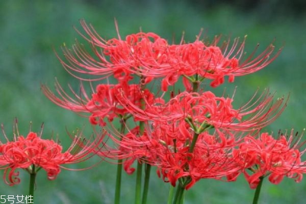 什么是彼岸花呢 彼岸花有什么作用呢 什么是彼岸花呢 彼岸花有什么作用呢