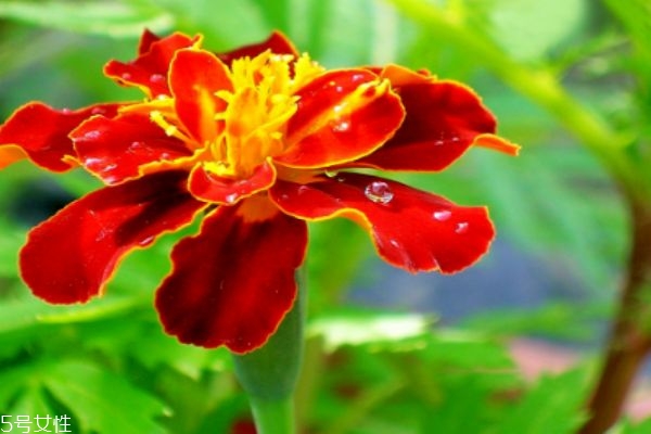 什么是孔雀草呢 孔雀草有什么作用呢 什么是孔雀草呢 孔雀草有什么作用呢