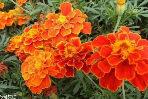 什么是孔雀草呢 孔雀草有什么作用呢 什么是孔雀草呢 孔雀草有什么作用呢