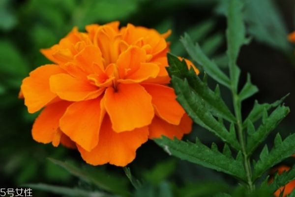 什么是孔雀草呢 孔雀草有什么作用呢 什么是孔雀草呢 孔雀草有什么作用呢