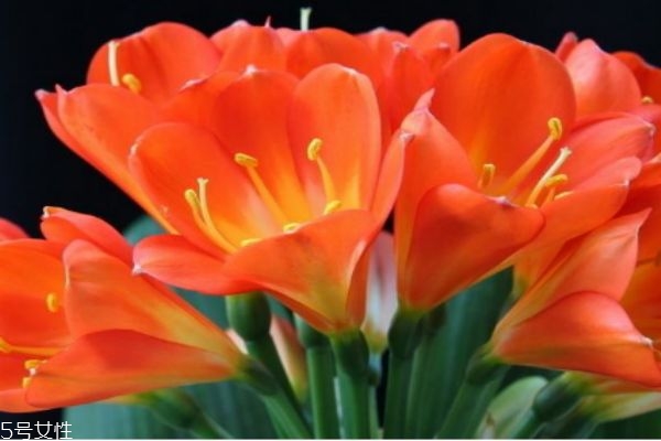 什么是君子蘭呢 君子蘭有什么作用呢 什么是君子蘭呢 君子蘭有什么作用呢