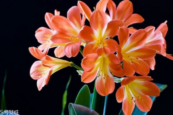 什么是君子蘭呢 君子蘭有什么作用呢 什么是君子蘭呢 君子蘭有什么作用呢