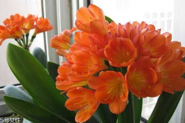 什么是君子蘭呢 君子蘭有什么作用呢 什么是君子蘭呢 君子蘭有什么作用呢