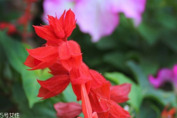 什么是一串紅呢 一串紅有什么作用呢 什么是一串紅呢 一串紅有什么作用呢