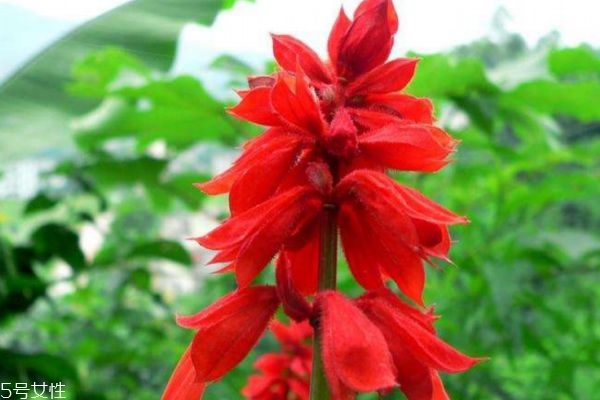 什么是一串紅呢 一串紅有什么作用呢 什么是一串紅呢 一串紅有什么作用呢