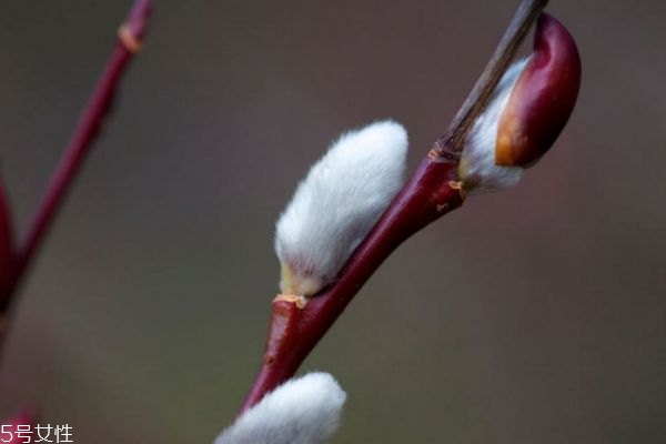 什么是銀芽柳呢 銀芽柳有什么作用呢 什么是銀芽柳呢 銀芽柳有什么作用呢
