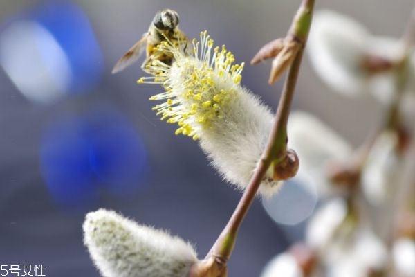 什么是銀芽柳呢 銀芽柳有什么作用呢 什么是銀芽柳呢 銀芽柳有什么作用呢