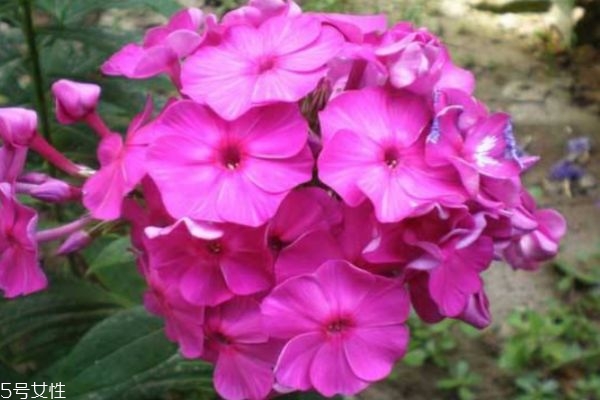 什么是福祿考呢 福祿考有什么作用呢 什么是福祿考呢 福祿考有什么作用呢