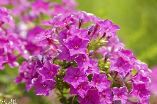 什么是福祿考呢 福祿考有什么作用呢 什么是福祿考呢 福祿考有什么作用呢