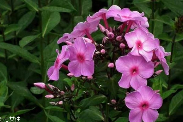 什么是福祿考呢 福祿考有什么作用呢 什么是福祿考呢 福祿考有什么作用呢