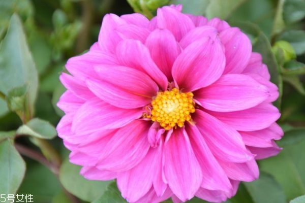 什么是小麗花呢 小麗花有什么作用呢 什么是小麗花呢 小麗花有什么作用呢