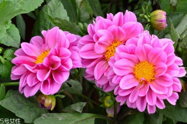 什么是小麗花呢 小麗花有什么作用呢 什么是小麗花呢 小麗花有什么作用呢