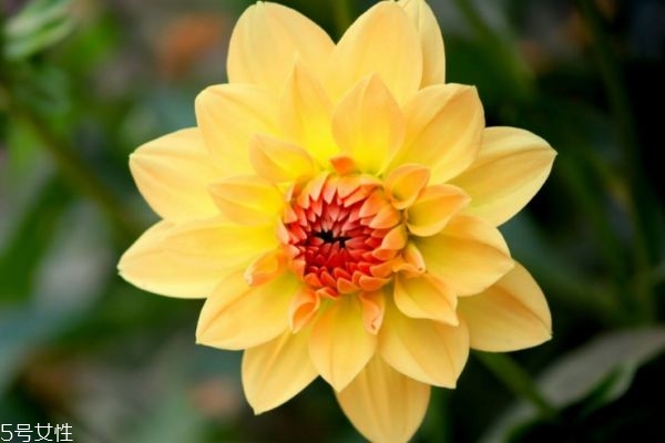 什么是小麗花呢 小麗花有什么作用呢 什么是小麗花呢 小麗花有什么作用呢