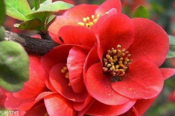 海棠花有什么寓意呢 海棠花的市場價格是怎么樣的呢 海棠花有什么寓意呢 海棠花的市場價格是怎么樣的呢