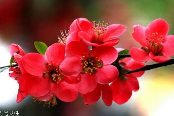 海棠花有什么寓意呢 海棠花的市場價格是怎么樣的呢 海棠花有什么寓意呢 海棠花的市場價格是怎么樣的呢