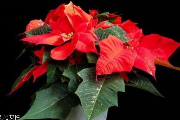 一品紅有什么寓意呢 一品紅是幾月份開花呢 一品紅有什么寓意呢 一品紅是幾月份開花呢