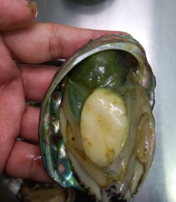 鮑魚怎么吃簡(jiǎn)單又營(yíng)養(yǎng) 餐桌上的美食 鮑魚怎么吃簡(jiǎn)單又營(yíng)養(yǎng) 餐桌上的美食