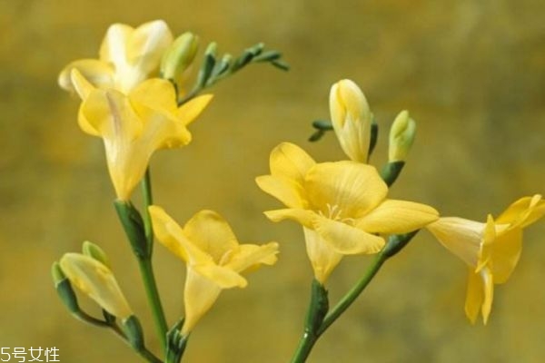 什么是小蒼蘭呢 小蒼蘭有什么作用呢 什么是小蒼蘭呢 小蒼蘭有什么作用呢