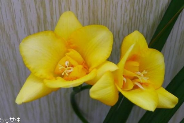 什么是小蒼蘭呢 小蒼蘭有什么作用呢 什么是小蒼蘭呢 小蒼蘭有什么作用呢