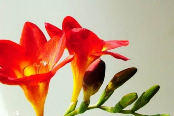 什么是小蒼蘭呢 小蒼蘭有什么作用呢 什么是小蒼蘭呢 小蒼蘭有什么作用呢