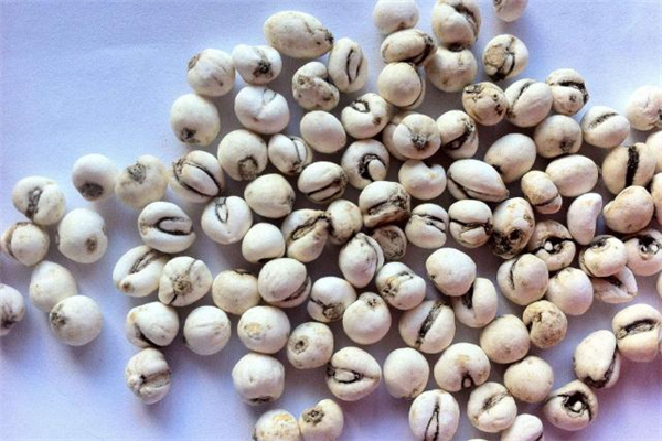 川貝母一次吃多少克 川貝母一次用量多少 川貝母一次吃多少克 川貝母一次用量多少