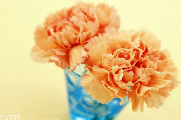 康乃馨的種類有什么呢 康乃馨應(yīng)該怎么種植呢 康乃馨的種類有什么呢 康乃馨應(yīng)該怎么種植呢