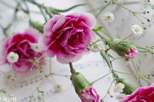 康乃馨的種類有什么呢 康乃馨應(yīng)該怎么種植呢 康乃馨的種類有什么呢 康乃馨應(yīng)該怎么種植呢