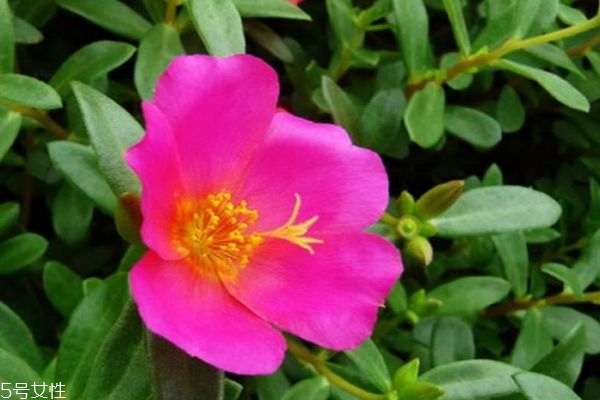 太陽花有什么作用呢 太陽花生長什么環(huán)境里呢 太陽花有什么作用呢 太陽花生長什么環(huán)境里呢