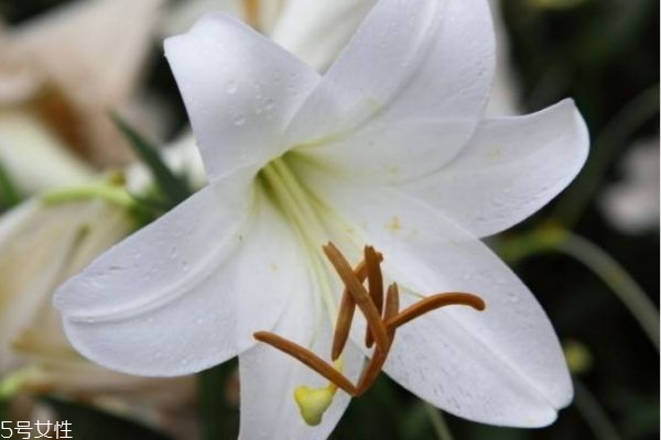 百合有什么作用呢 百合的花語是什么呢 百合有什么作用呢 百合的花語是什么呢