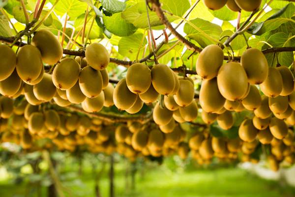 一個(gè)獼猴桃含多少維c 一個(gè)獼猴桃多少大卡 一個(gè)獼猴桃含多少維c 一個(gè)獼猴桃多少大卡