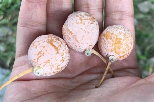 糖尿病能吃銀杏果嗎 吃銀杏果能降血糖嗎 糖尿病能吃銀杏果嗎 吃銀杏果能降血糖嗎