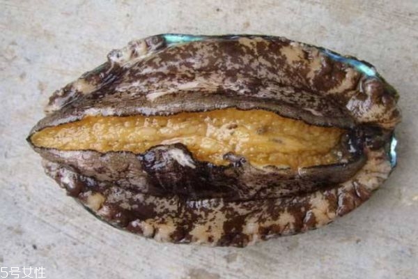 鮑魚的營養(yǎng)價值有哪些呢 吃鮑魚有什么好處呢 鮑魚的營養(yǎng)價值有哪些呢 吃鮑魚有什么好處呢