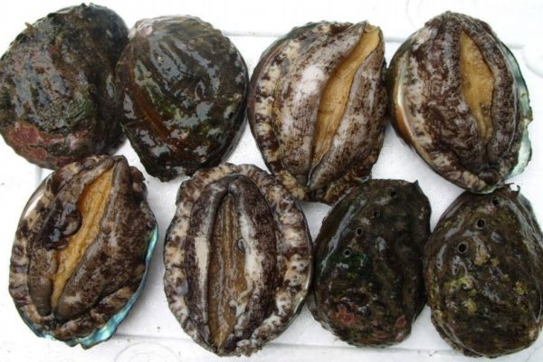 鮑魚生長在哪里呢 鮑魚主要產(chǎn)自哪里呢 鮑魚生長在哪里呢 鮑魚主要產(chǎn)自哪里呢