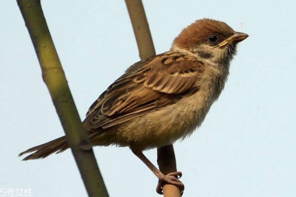 麻雀肉有什么營養(yǎng)價值呢 麻雀肉是寒性的嗎 麻雀肉有什么營養(yǎng)價值呢 麻雀肉是寒性的嗎