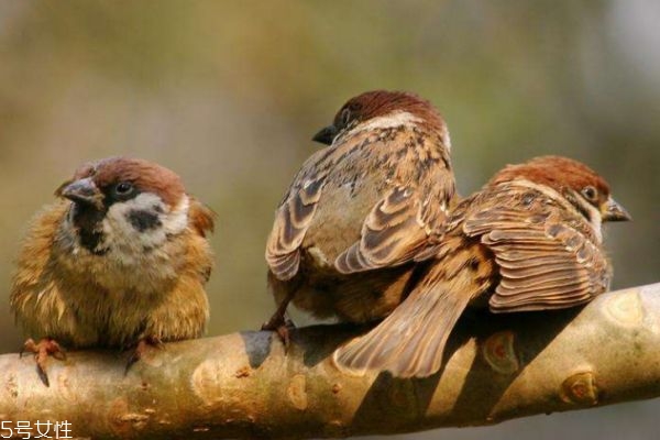 麻雀肉有什么營養(yǎng)價值呢 麻雀肉是寒性的嗎 麻雀肉有什么營養(yǎng)價值呢 麻雀肉是寒性的嗎