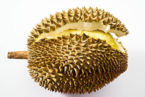 榴蓮對(duì)體寒的人有什么好處 榴蓮每天吃多少合適 榴蓮對(duì)體寒的人有什么好處 榴蓮每天吃多少合適