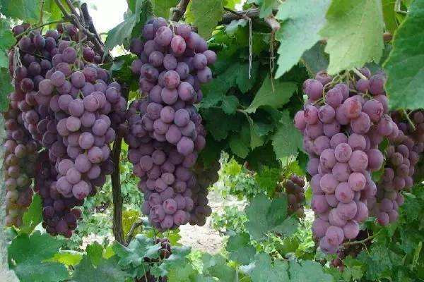 葡萄糖份有多高 葡萄含有哪些營養(yǎng)物質(zhì) 葡萄糖份有多高 葡萄含有哪些營養(yǎng)物質(zhì)