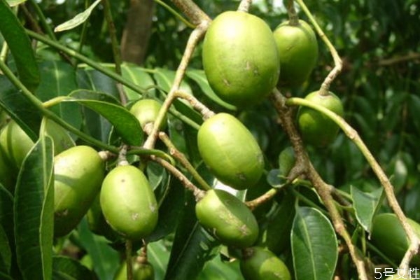 橄欖有什么營(yíng)養(yǎng)價(jià)值呢 吃橄欖有什么作用呢 橄欖有什么營(yíng)養(yǎng)價(jià)值呢 吃橄欖有什么作用呢