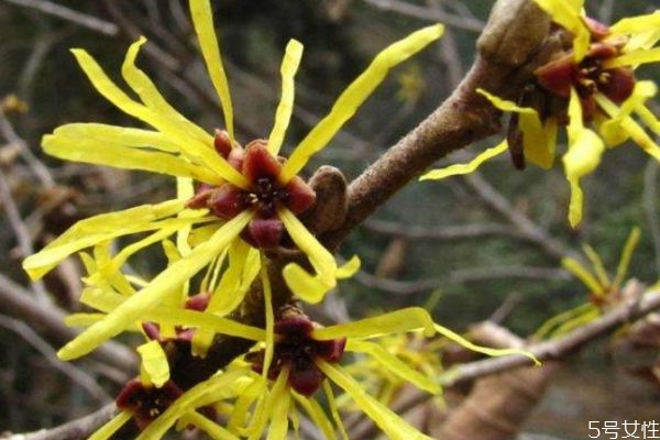 什么是金縷梅呢 金縷梅有什么作用呢 什么是金縷梅呢 金縷梅有什么作用呢