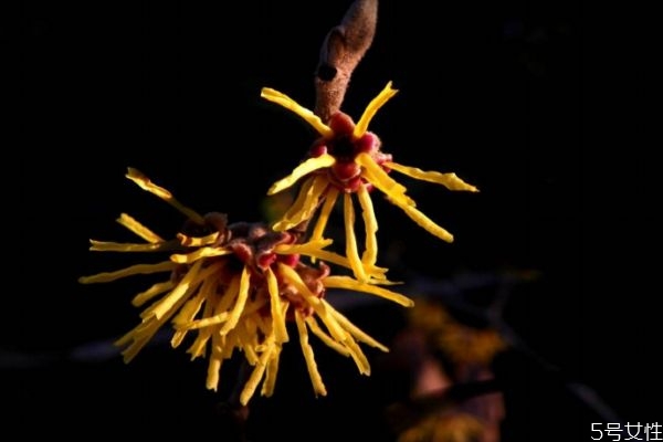 金縷梅花語(yǔ)是什么呢 金縷梅的花期怎么樣的呢 金縷梅花語(yǔ)是什么呢 金縷梅的花期怎么樣的呢