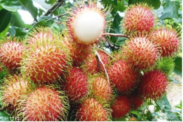 紅毛丹是什么 紅毛丹怎么挑 紅毛丹是什么 紅毛丹怎么挑