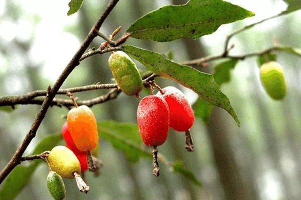 什么是佛燈果 佛燈果的功效 什么是佛燈果 佛燈果的功效