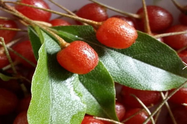 什么是佛燈果 佛燈果的功效 什么是佛燈果 佛燈果的功效