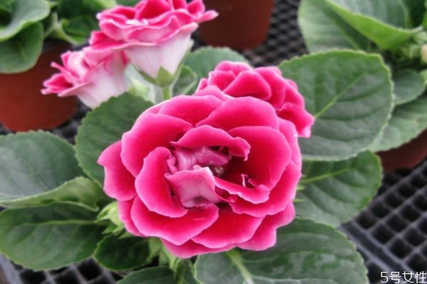 什么是大巖桐呢 大巖桐有什么作用呢 什么是大巖桐呢 大巖桐有什么作用呢