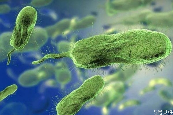 什么是霍亂呢 霍亂有什么危害呢 什么是霍亂呢 霍亂有什么危害呢