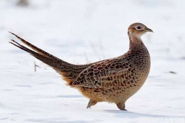 什么是雉肉呢 雉肉有什么營養(yǎng)價(jià)值呢